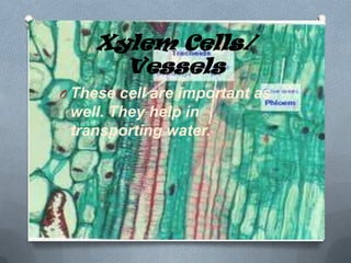 Xylem Cells/
Vessels
O These cell are important as

well. They help in
transporting water.

 
