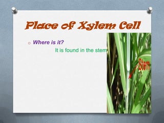 Place of Xylem Cell
o Where is it?

It is found in the stem.

 