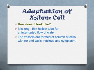 Adaptation of
Xylem Cell
o How does it look like?
O It is long , thin hollow tube for

uninterrupted flow of water.
O The vessels are formed of column of cells
with no end walls, nucleus and cytoplasm.

 