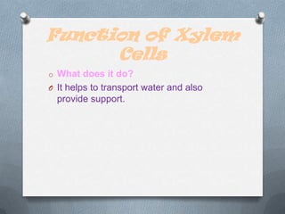 Function of Xylem
Cells
o What does it do?
O It helps to transport water and also

provide support.

 