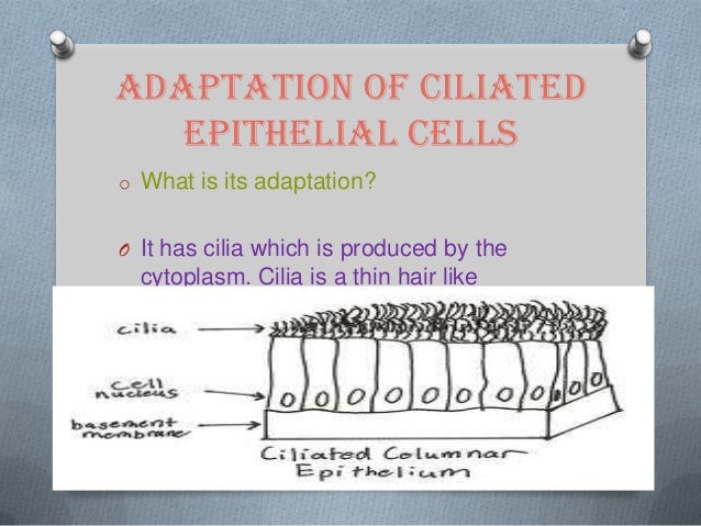 bacteria how body kills cells,BIOLOGY,HUMANBODY Specialized