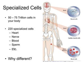 Specialized Cells
• 50 – 75 Trillion cells in
your body
• 220 specialized cells
– Heart
– Nerve
– Blood
– Sperm
– Etc.
• Why different?
 