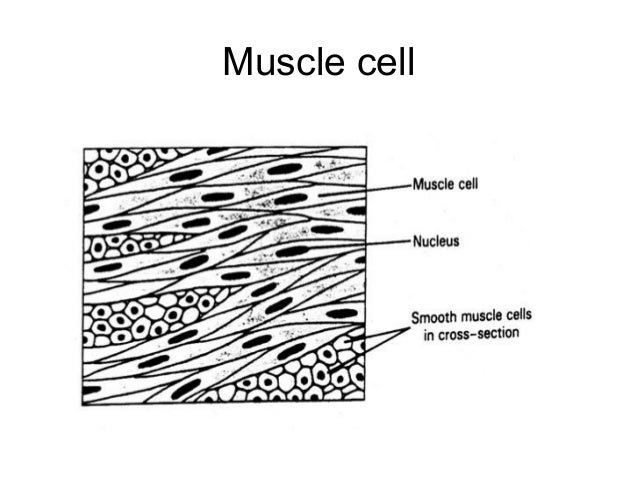 Specialized cells presentation