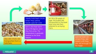 MLBibat2020 10
day-old chicks are
transported from a
hatchery
special barn on
where they are
raised until they
are old enough to
lay eggs.
At 18 to 20 weeks of
age, the pullets are
transported to the layer
barn and are then
referred to as laying
hens.
newly hatched chicks
when they arrive,
needs special care
barn is also kept warm
about 30 degrees when
they first arrive. The
temperature is gradually
lowered as the birds
mature.
 