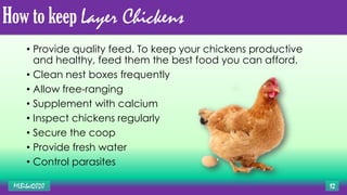 How to keep Layer Chickens
• Provide quality feed. To keep your chickens productive
and healthy, feed them the best food you can afford.
• Clean nest boxes frequently
• Allow free-ranging
• Supplement with calcium
• Inspect chickens regularly
• Secure the coop
• Provide fresh water
• Control parasites
MLBibat2020 12
 