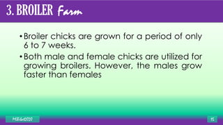 MLBibat2020 15
3. BROILER Farm
• Broiler chicks are grown for a period of only
6 to 7 weeks.
•Both male and female chicks are utilized for
growing broilers. However, the males grow
faster than females
 