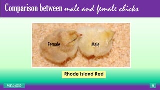 Comparison between male and female chicks
Rhode Island Red
MLBibat2020 16
 