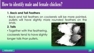 Specialized fields in POULTRY | PDF