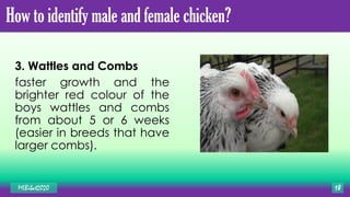 3. Wattles and Combs
faster growth and the
brighter red colour of the
boys wattles and combs
from about 5 or 6 weeks
(easier in breeds that have
larger combs).
MLBibat2020 18
How to identify male and female chicken?
 