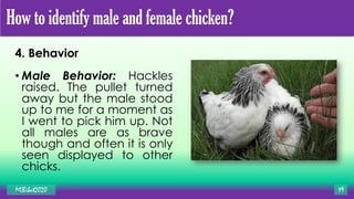 4. Behavior
• Male Behavior: Hackles
raised. The pullet turned
away but the male stood
up to me for a moment as
I went to pick him up. Not
all males are as brave
though and often it is only
seen displayed to other
chicks.
MLBibat2020 19
How to identify male and female chicken?
 