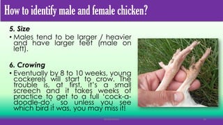 5. Size
• Males tend to be larger / heavier
and have larger feet (male on
left).
6. Crowing
• Eventually by 8 to 10 weeks, young
cockerels will start to crow. The
trouble is, at first, it’s a small
screech and it takes weeks of
practice to get to a full ‘cock-a-
doodle-do’, so unless you see
which bird it was, you may miss it!
MLBibat2020 20
How to identify male and female chicken?
 