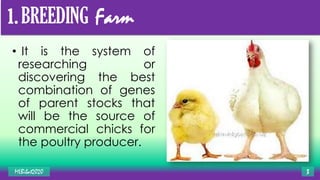 1. BREEDING Farm
• It is the system of
researching or
discovering the best
combination of genes
of parent stocks that
will be the source of
commercial chicks for
the poultry producer.
MLBibat2020 3
 