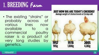 MLBibat2020 4
1. BREEDING Farm
• The existing “strains” or
probably across of
various lines now
available to a
commercial poultry
raiser is a product of
very long studies by
genetics.
 
