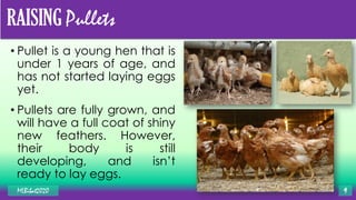 Pullet Rearing Development Specialized fields in POULTRY | PDF