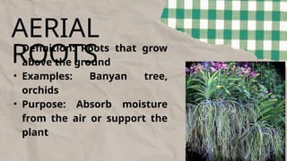 Specialized Structure in Plants and Adaptation | PPTX