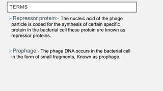 TERMS
Repressor protein:- The nucleic acid of the phage
particle is coded for the synthesis of certain specific
protein in the bacterial cell these protein are known as
repressor proteins.
Prophage:- The phage DNA occurs in the bacterial cell
in the form of small fragments, Known as prophage.
 