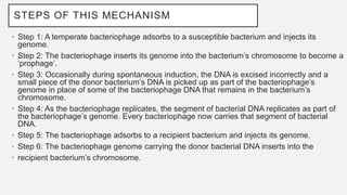STEPS OF THIS MECHANISM
• Step 1: A temperate bacteriophage adsorbs to a susceptible bacterium and injects its
genome.
• Step 2: The bacteriophage inserts its genome into the bacterium’s chromosome to become a
‘prophage’.
• Step 3: Occasionally during spontaneous induction, the DNA is excised incorrectly and a
small piece of the donor bacterium’s DNA is picked up as part of the bacteriophage’s
genome in place of some of the bacteriophage DNA that remains in the bacterium’s
chromosome.
• Step 4: As the bacteriophage replicates, the segment of bacterial DNA replicates as part of
the bacteriophage’s genome. Every bacteriophage now carries that segment of bacterial
DNA.
• Step 5: The bacteriophage adsorbs to a recipient bacterium and injects its genome.
• Step 6: The bacteriophage genome carrying the donor bacterial DNA inserts into the
• recipient bacterium’s chromosome.
 