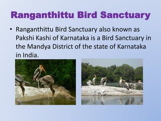 Ranganthittu Bird Sanctuary
• Ranganthittu Bird Sanctuary also known as
Pakshi Kashi of Karnataka is a Bird Sanctuary in
the Mandya District of the state of Karnataka
in India.

 