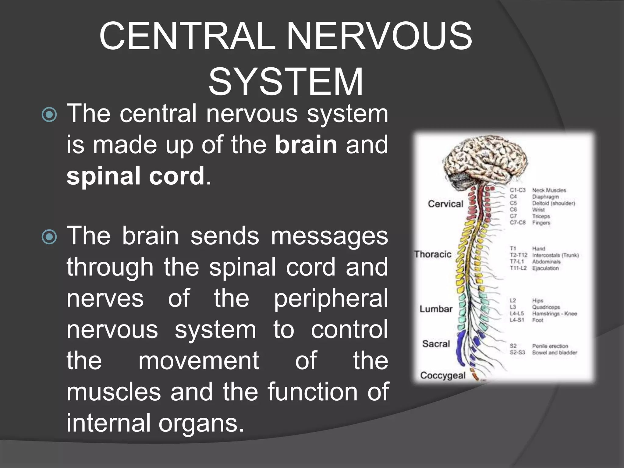 CENTRAL NERVOUS
SYSTEM
 The central nervous system
is made up of the brain and
spinal cord.
 The brain sends messages
through the spinal cord and
nerves of the peripheral
nervous system to control
the movement of the
muscles and the function of
internal organs.
 