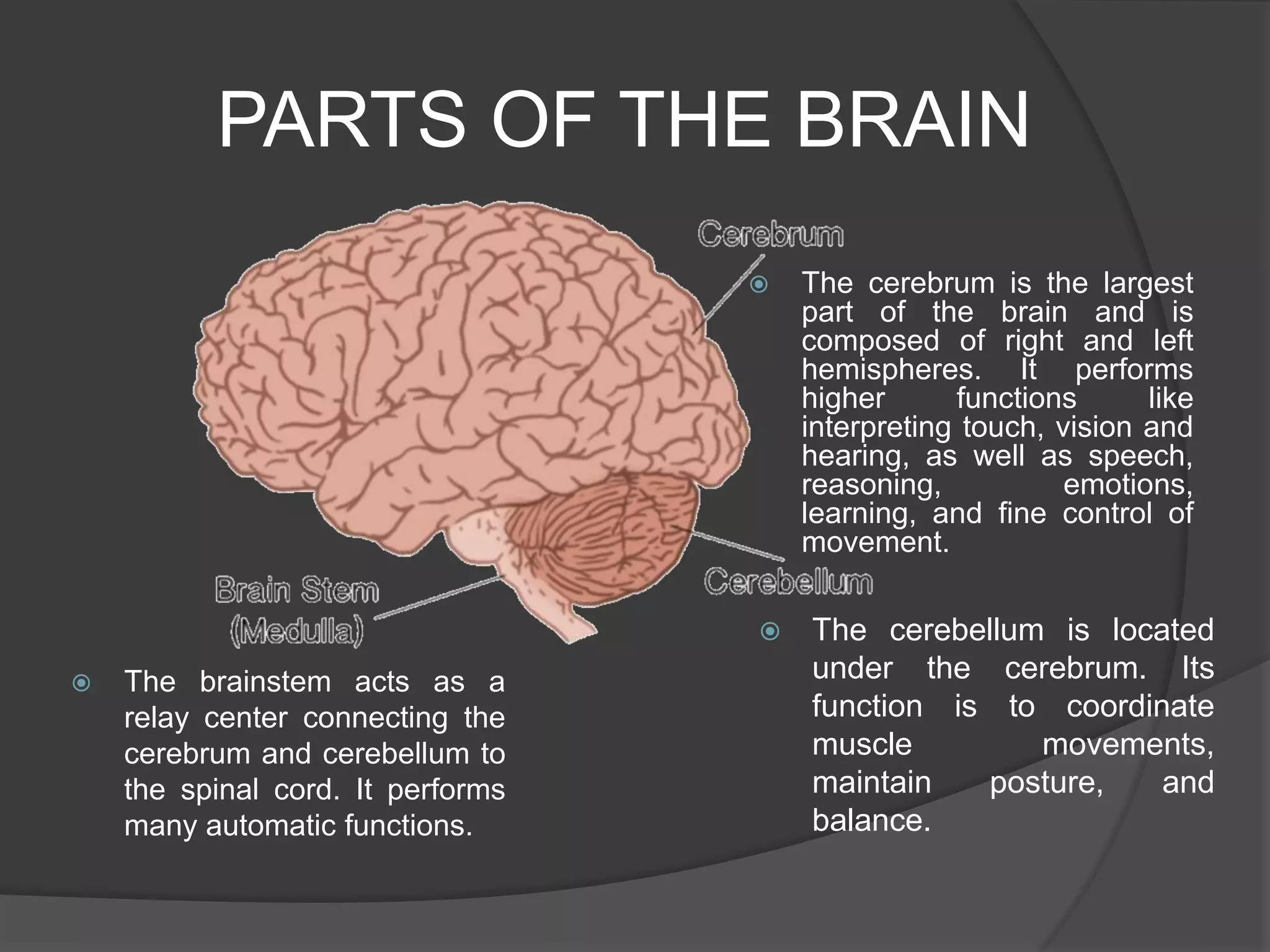 PARTS OF THE BRAIN
 The cerebrum is the largest
part of the brain and is
composed of right and left
hemispheres. It performs
higher functions like
interpreting touch, vision and
hearing, as well as speech,
reasoning, emotions,
learning, and fine control of
movement.
 The cerebellum is located
under the cerebrum. Its
function is to coordinate
muscle movements,
maintain posture, and
balance.
 The brainstem acts as a
relay center connecting the
cerebrum and cerebellum to
the spinal cord. It performs
many automatic functions.
 