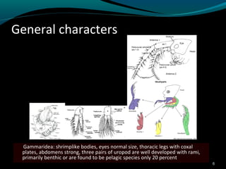 Uropod Rami The diversity of marine gammaridean amphipods in Thai Waters | PPT