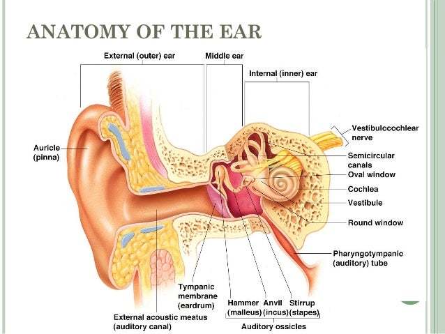 Special sense of hearing