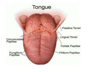 Inner ear, or bony labyrinth, consists of bony chambers (cochlea, vestibule, and semicircular canals) in the temporal bone. The bony labyrinth contains perilymph and membranous sacs filled with endolymph. Within the membranous sacs of the vestibule and semicircular canals are equilibrium receptors. Hearing receptors are found within the membranes of the cochlea. Hair cells of the organ of Corti (the receptor for hearing within the cochlea)  are stimulated by sound vibrations transmitted through air, membranes, and fluids. Deafness is any degree of hearing loss. Conduction deafness results when the transmission of sound vibrations through the external and middle ears is hindered. Sensorineural deafness occurs when there is damage to the nervous system structures involved in hearing. Receptors of the semicircular canals (cristae) are dynamic equilibrium receptors, which respond to angular or rotational body movements. Receptors of the vestibule (maculae) are static equilibrium receptors, which respond to the pull of gravity and report on head position. Visual and proprioceptor input are also necessary for normal balance. Symptoms of equilibrium apparatus problems include involuntary rolling of the eyes, nausea, vertigo, and an inability to stand erect. 