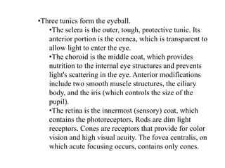 Three tunics form the eyeball. 