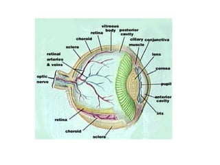The choroid is the middle coat, which provides nutrition to the internal eye structures and prevents light's scattering in the eye. Anterior modifications include two smooth muscle structures, the ciliary body, and the iris (which controls the size of the pupil). 
