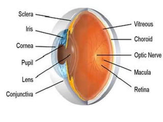 The retina is the innermost (sensory) coat, which contains the photoreceptors. Rods are dim light receptors. Cones are receptors that provide for color vision and high visual acuity. The fovea centralis, on which acute focusing occurs, contains only cones. The blind spot (optic disk) is the point where the optic nerve leaves the back of the eyeball. The lens is the major light-bending (refractory) structure of the eye. The lens shape is changed by the ciliary muscle for close focus. Anterior to the lens is the aqueous humor; posterior to the lens is the vitreous humor. Both humors reinforce the eye internally. The aqueous humor also provides nutrients to the avascular lens and cornea. Errors of refraction include myopia, hyperopia, and astigmatism. All are correctable with specially ground lenses. The pathway of light through the eye is cornea > aqueous humor > (through pupil) > aqueous humor > lens > vitreous humor > retina. Overlap of the visual fields and inputs from both eyes to each optic cortex provide for depth perception. The pathway of nerve impulses from the retina of the eye is optic nerve > optic chiasma > optic tract > thalamus > optic radiation > visual cortex in occipital lobe of brain . Eye reflexes include the photopupillary, accommodation pupillary, and convergence. 