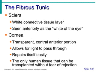 The Fibrous Tunic Slide 8.8 Copyright © 2003 Pearson Education, Inc. publishing as Benjamin Cummings Sclera White connective tissue layer Seen anteriorly as the “white of the eye” Cornea Transparent, central anterior portion Allows for light to pass through Repairs itself easily The only human tissue that can be transplanted without fear of rejection 