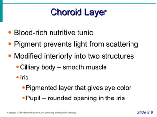 Choroid Layer Slide 8.9 Copyright © 2003 Pearson Education, Inc. publishing as Benjamin Cummings Blood-rich nutritive tunic Pigment prevents light from scattering Modified interiorly into two structures Cilliary body – smooth muscle Iris Pigmented layer that gives eye color Pupil – rounded opening in the iris 