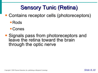 Sensory Tunic (Retina) Slide 8.10 Copyright © 2003 Pearson Education, Inc. publishing as Benjamin Cummings Contains receptor cells (photoreceptors) Rods Cones Signals pass from photoreceptors and leave the retina toward the brain through the optic nerve 