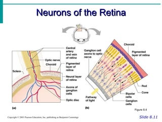 Neurons of the Retina Slide 8.11 Copyright © 2003 Pearson Education, Inc. publishing as Benjamin Cummings Figure 8.4 