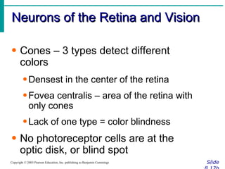 Neurons of the Retina and Vision Slide 8.12b Copyright © 2003 Pearson Education, Inc. publishing as Benjamin Cummings Cones – 3 types detect different colors Densest in the center of the retina Fovea centralis – area of the retina with only cones Lack of one type = color blindness No photoreceptor cells are at the optic disk, or blind spot 