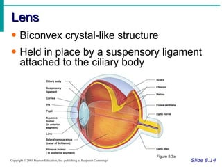 Lens Slide 8.14 Copyright © 2003 Pearson Education, Inc. publishing as Benjamin Cummings Biconvex crystal-like structure Held in place by a suspensory ligament attached to the ciliary body Figure 8.3a 
