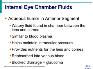Internal Eye Chamber Fluids Slide 8.15a Copyright © 2003 Pearson Education, Inc. publishing as Benjamin Cummings Aqueous humor in Anterior Segment Watery fluid found in chamber between the lens and cornea Similar to blood plasma Helps maintain intraocular pressure Provides nutrients for the lens and cornea Reabsorbed into venous blood Blocked drainage = glaucoma 