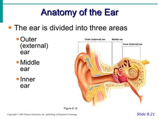 Anatomy of the Ear Slide 8.21 Copyright © 2003 Pearson Education, Inc. publishing as Benjamin Cummings The ear is divided into three areas Outer  (external)  ear Middle  ear Inner  ear Figure 8.12 