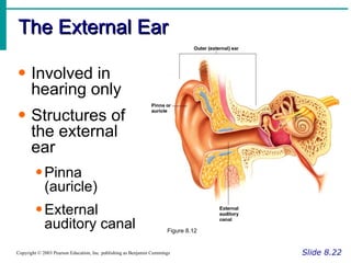 The External Ear Slide 8.22 Copyright © 2003 Pearson Education, Inc. publishing as Benjamin Cummings Involved in hearing only Structures of the external ear Pinna (auricle) External auditory canal Figure 8.12 