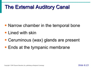 The External Auditory Canal Slide 8.23 Copyright © 2003 Pearson Education, Inc. publishing as Benjamin Cummings Narrow chamber in the temporal bone Lined with skin Ceruminous (wax) glands are present Ends at the tympanic membrane 