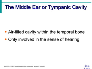 The Middle Ear or Tympanic Cavity Slide 8.24a Copyright © 2003 Pearson Education, Inc. publishing as Benjamin Cummings Air-filled cavity within the temporal bone Only involved in the sense of hearing 