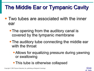 The Middle Ear or Tympanic Cavity Slide 8.24b Copyright © 2003 Pearson Education, Inc. publishing as Benjamin Cummings Two tubes are associated with the inner ear The opening from the auditory canal is covered by the tympanic membrane The auditory tube connecting the middle ear with the throat Allows for equalizing pressure during yawning or swallowing This tube is otherwise collapsed 
