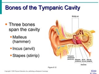 Bones of the Tympanic Cavity Slide 8.25a Copyright © 2003 Pearson Education, Inc. publishing as Benjamin Cummings Three bones span the cavity Malleus (hammer) Incus (anvil) Stapes (stirrip) Figure 8.12 