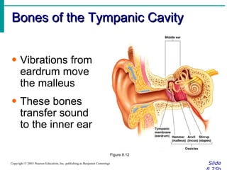Bones of the Tympanic Cavity Slide 8.25b Copyright © 2003 Pearson Education, Inc. publishing as Benjamin Cummings Vibrations from eardrum move the malleus These bones transfer sound to the inner ear Figure 8.12 