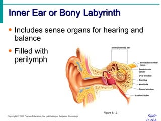 Inner Ear or Bony Labyrinth Slide 8.26a Copyright © 2003 Pearson Education, Inc. publishing as Benjamin Cummings Includes sense organs for hearing and balance Filled with  perilymph Figure 8.12 
