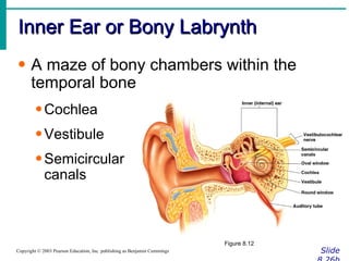 Inner Ear or Bony Labrynth Slide 8.26b Copyright © 2003 Pearson Education, Inc. publishing as Benjamin Cummings A maze of bony chambers within the temporal bone Cochlea Vestibule Semicircular  canals Figure 8.12 