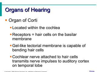 Organs of Hearing Slide 8.27a Copyright © 2003 Pearson Education, Inc. publishing as Benjamin Cummings Organ of Corti Located within the cochlea Receptors = hair cells on the basilar membrane Gel-like tectorial membrane is capable of bending hair cells Cochlear nerve attached to hair cells transmits nerve impulses to auditory cortex on temporal lobe 