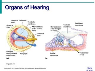 Organs of Hearing Slide 8.27b Copyright © 2003 Pearson Education, Inc. publishing as Benjamin Cummings Figure 8.13 