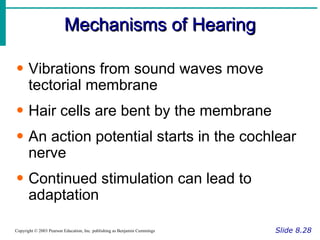 Mechanisms of Hearing Slide 8.28 Copyright © 2003 Pearson Education, Inc. publishing as Benjamin Cummings Vibrations from sound waves move tectorial membrane Hair cells are bent by the membrane An action potential starts in the cochlear nerve Continued stimulation can lead to adaptation 