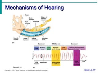 Mechanisms of Hearing Slide 8.29 Copyright © 2003 Pearson Education, Inc. publishing as Benjamin Cummings Figure 8.14 